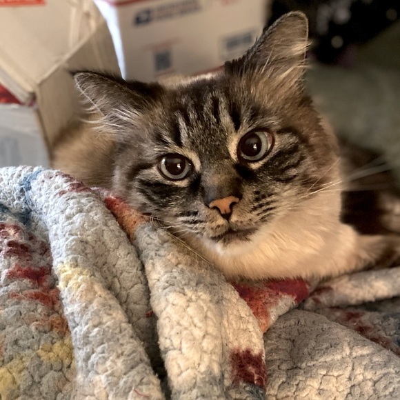 Meet your Posher, Danielle - Picture 1 of 3